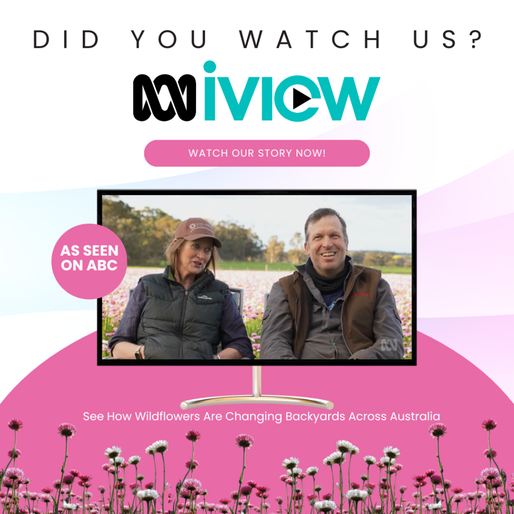 Everlastings on ABC Landline